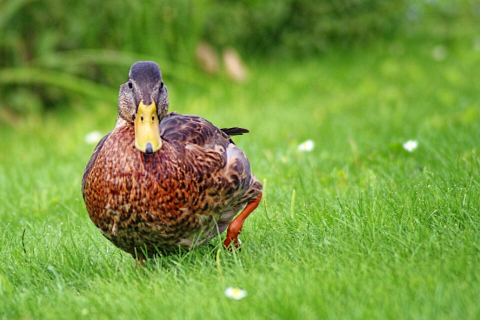 Water bird animals nature