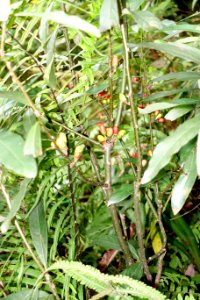 Lindera setchuenensis - Chengdu Botanical Garden - Chengdu, China - DSC03343 photo
