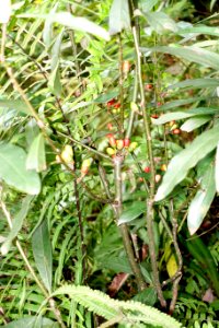 Lindera setchuenensis - Chengdu Botanical Garden - Chengdu, China - DSC03343