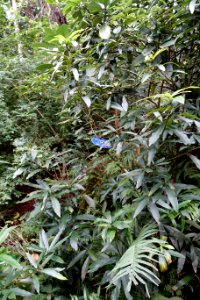 Lindera setchuenensis - Chengdu Botanical Garden - Chengdu, China - DSC03338 photo