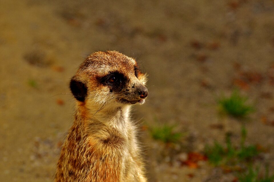 Animal nature mammal