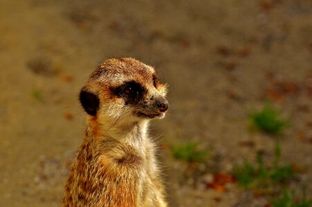 Animal nature mammal