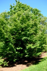 Lindera praecox - Arnold Arboretum - DSC06757