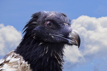 Bird of prey scavengers feather