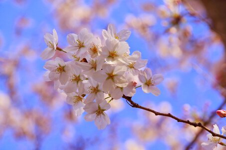 Sakura flowers spring photo