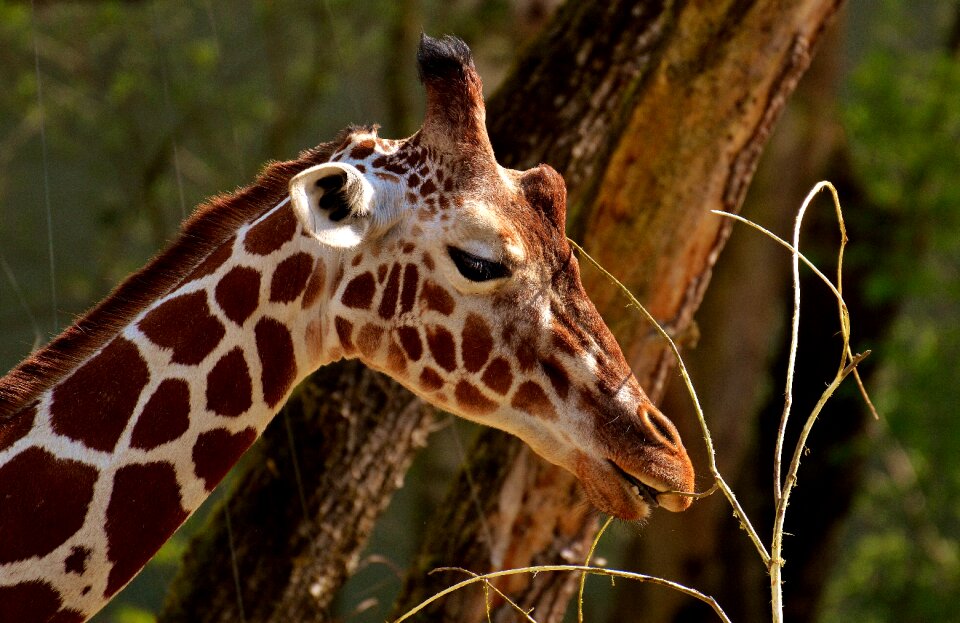 Long jibe animals africa