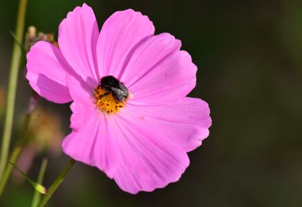 Garden cosmos pink summer photo