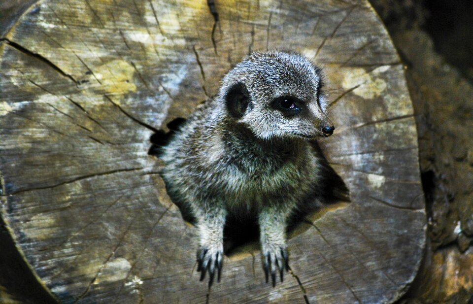 Fauna cute zoo