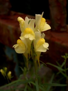 Linaria vulgaris, 2019-09-19, South Side Slopes, 03