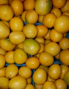Limequats - Boston, MA