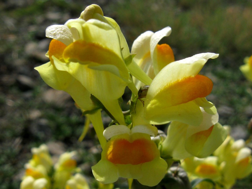 Linaria vulgaris, 2020-10-04, Carnegie, 03