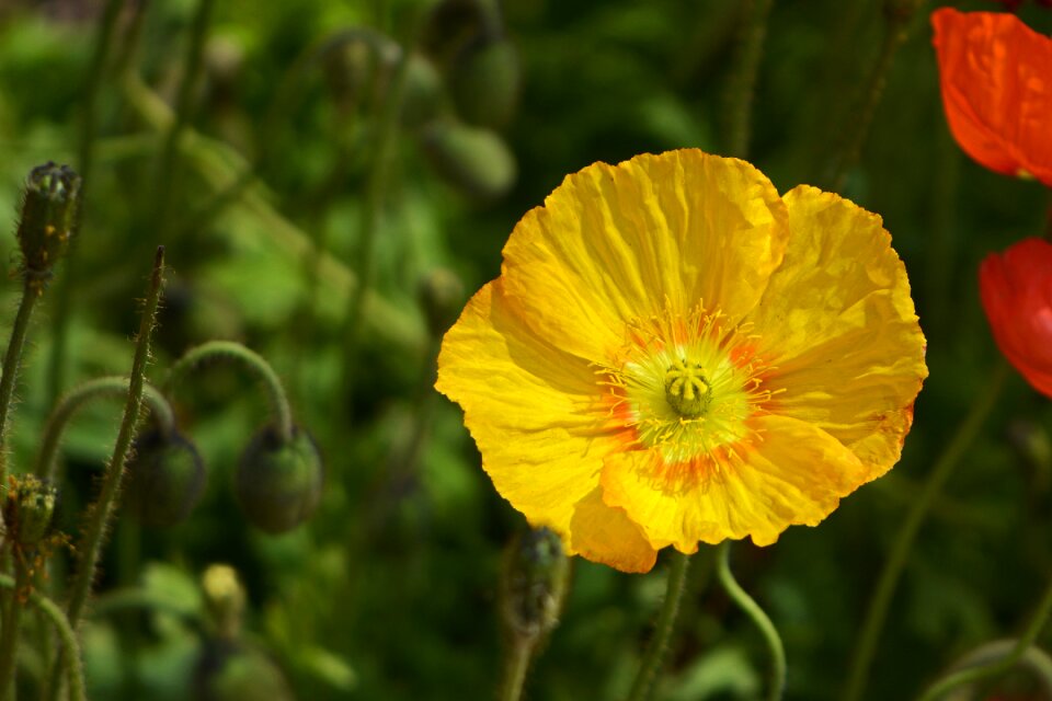 Yellow poppy flower nature photo