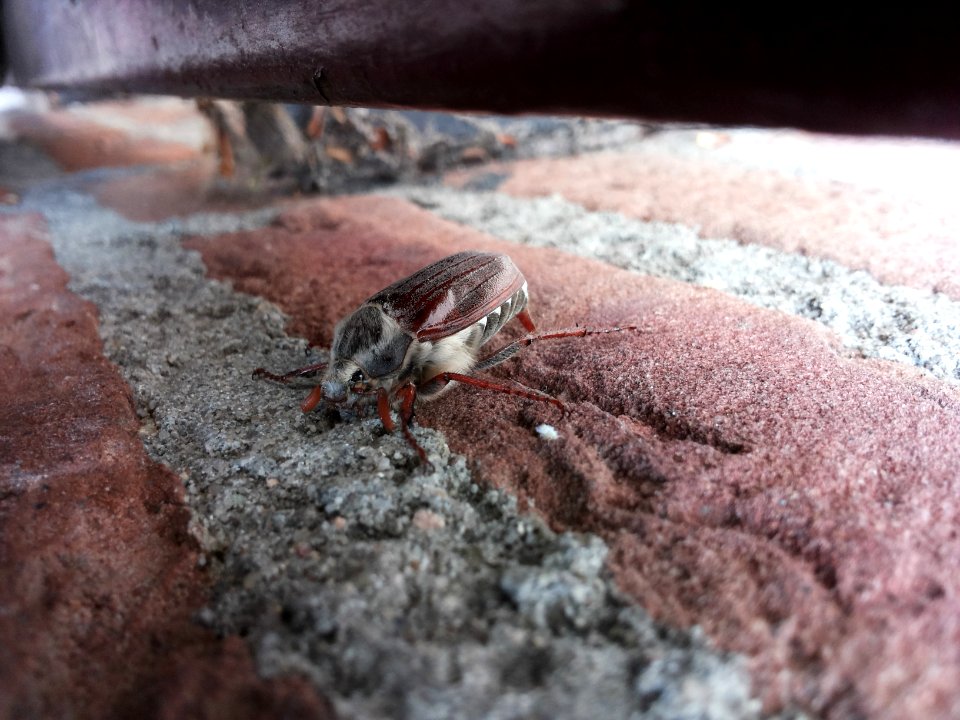 Limburg-Insect on the wall (2)