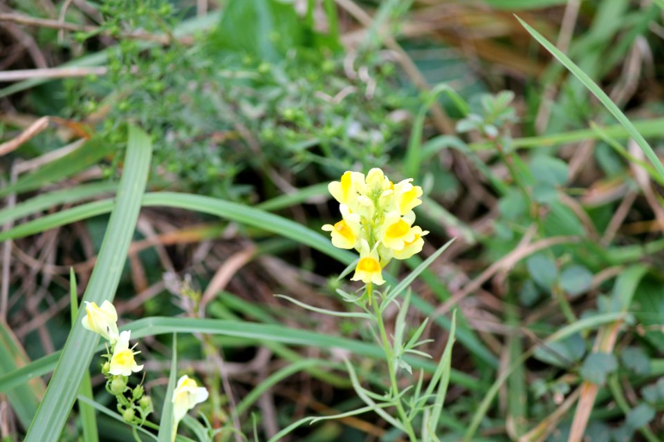 Linaria vulgaris, naturalised, Delaware