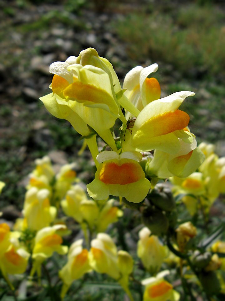 Linaria vulgaris, 2020-10-04, Carnegie, 01