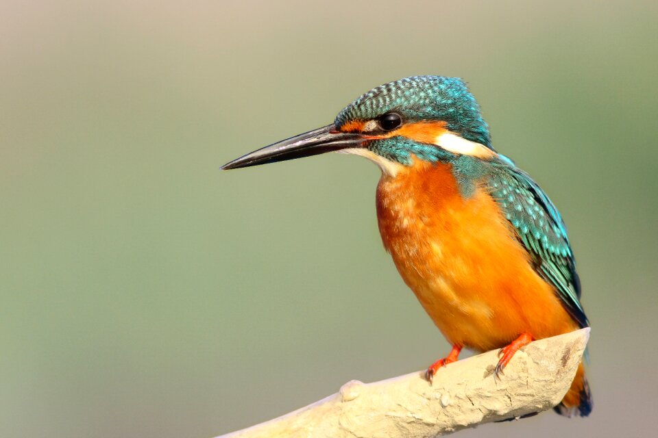 Beak bird bird watching photo