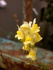 Linaria vulgaris, 2019-09-19, South Side Slopes, 01