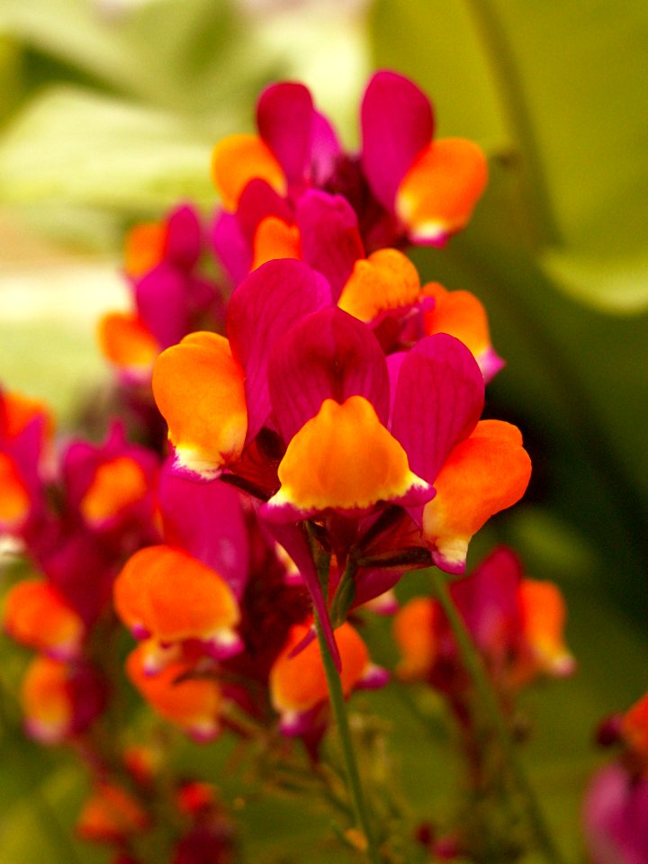 Linaria reticulata “Flamenco,” Phipps Conservatory, 2015-03-25, 01