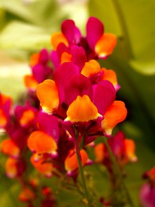 Linaria reticulata “Flamenco,” Phipps Conservatory, 2015-03-25, 01