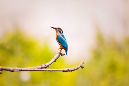 Sitting bird blue