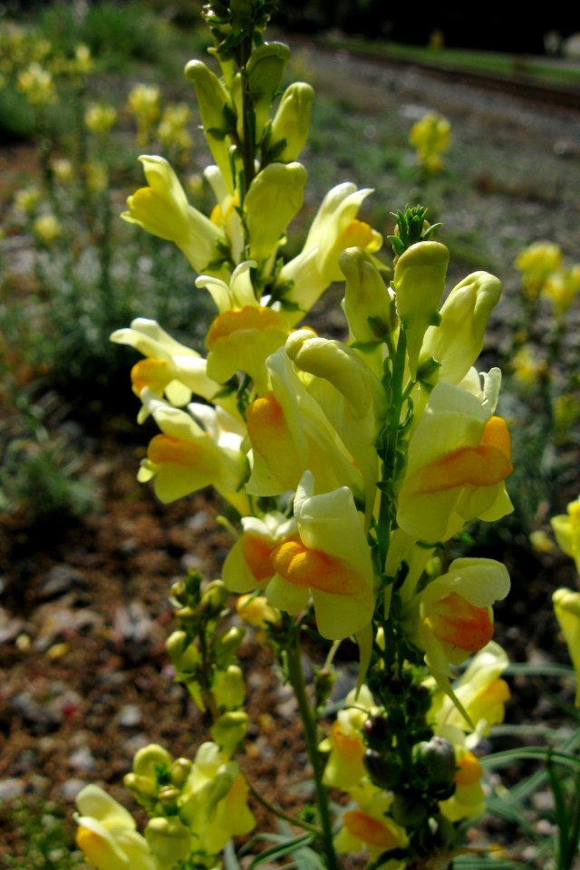 Linaria vulgaris, 2020-10-04, Carnegie, 02