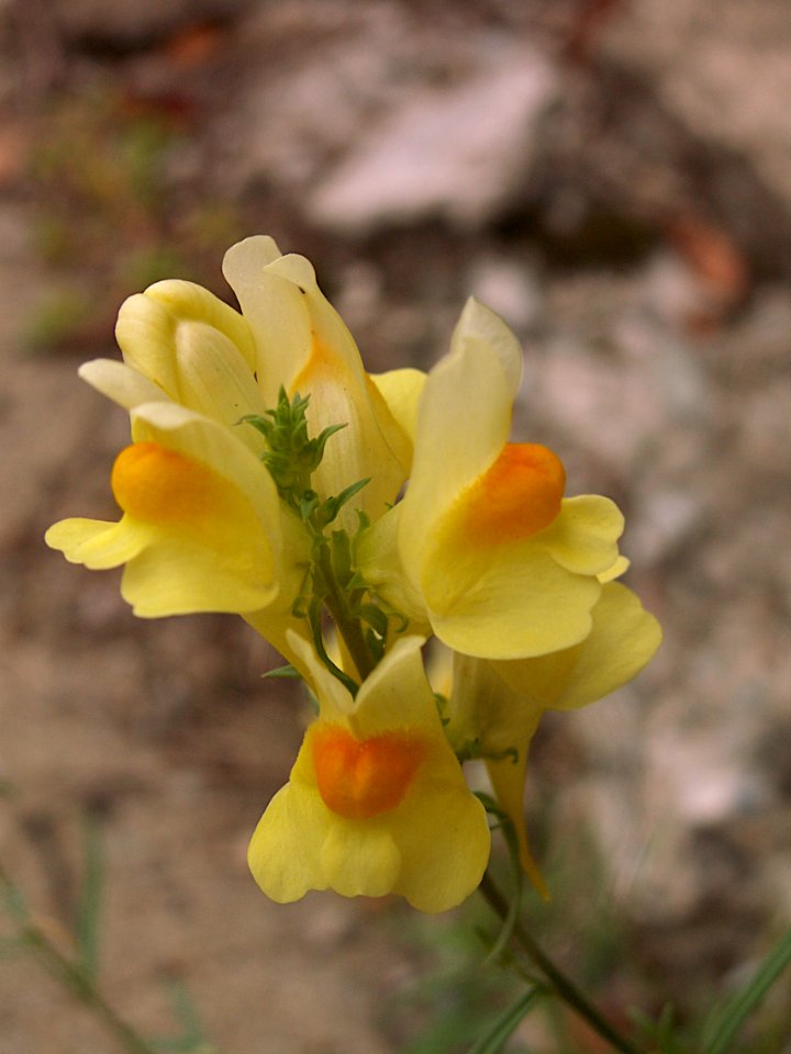 Linaria vulgaris, 2019-09-19, South Side Slopes, 02