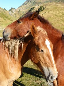 Val d'aran pyrenees tenderness