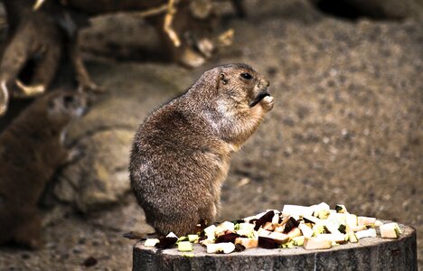 Nature zoo rodent