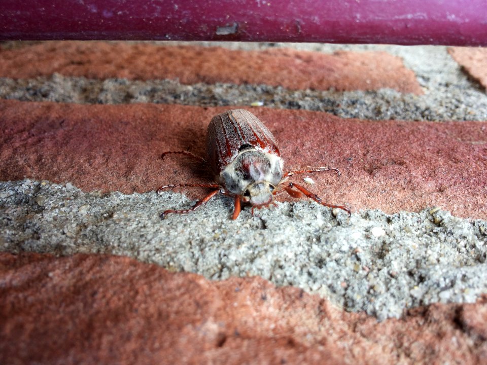 Limburg-Insect on the wall (1)