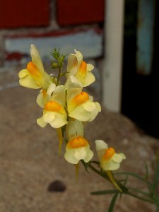 Linaria vulgaris, 2019-09-19, South Side Slopes, 04