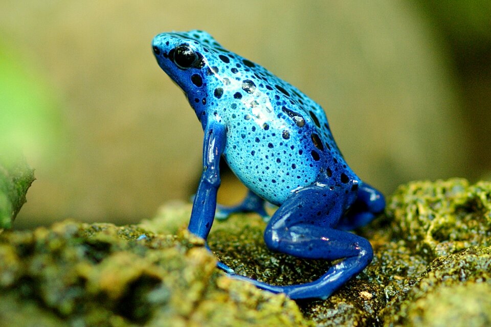 Terrarium nature blue