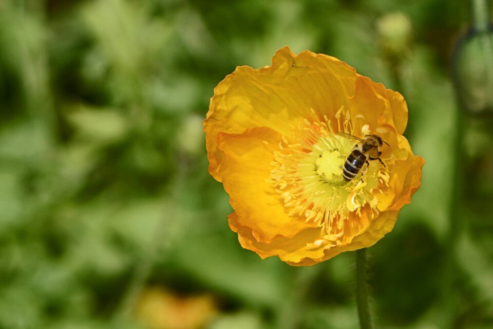 Yellow poppy flower nature
