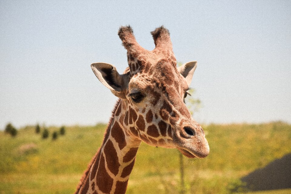 Close-up giraffe grass