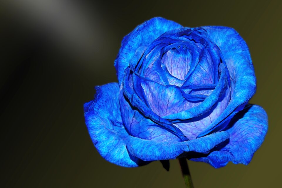 Blue blue rose floribunda
