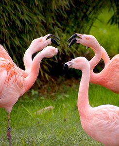 Animals bird zoo photo