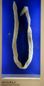 Lineus fuscoviridis - National Museum of Nature and Science, Tokyo - DSC07571
