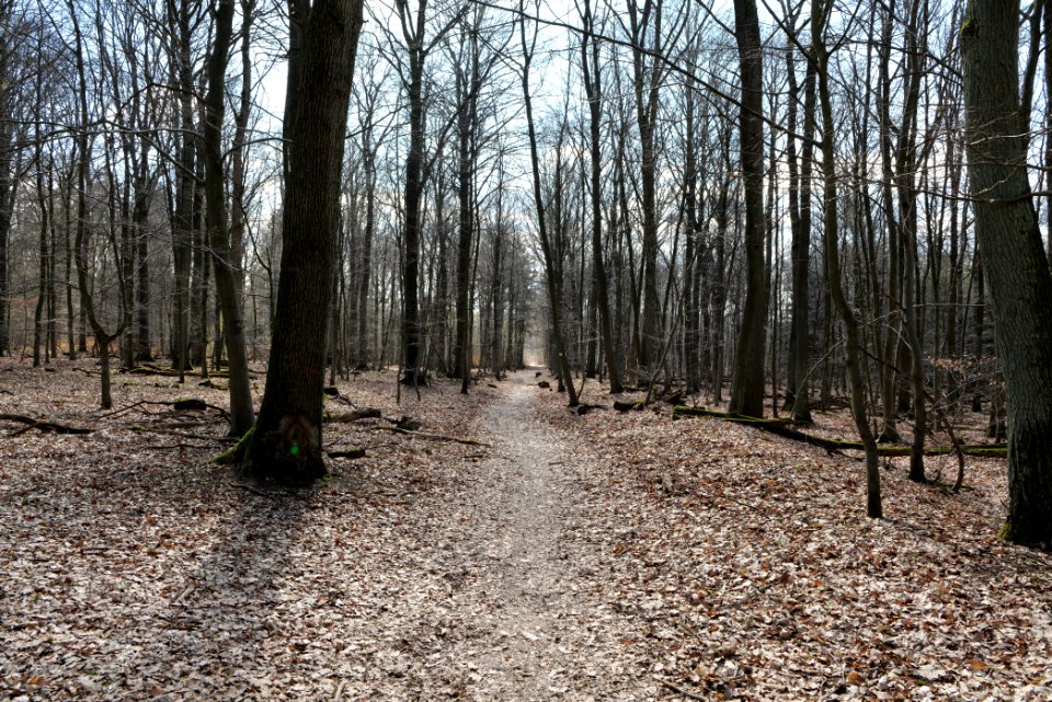 Limes trail Taunus Ober-Mörlen 2021-04-02 38