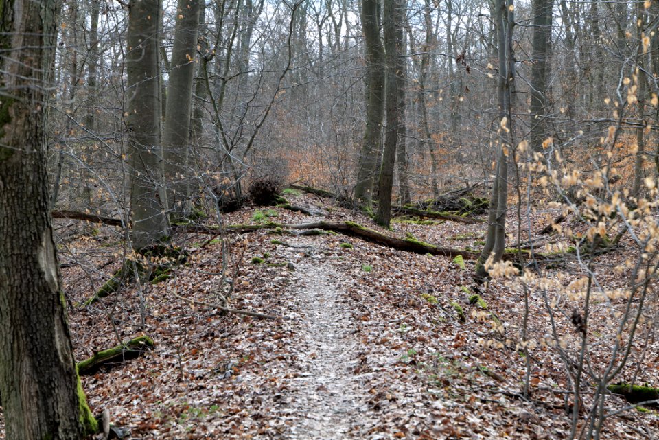Limes trail Taunus Ober-Mörlen 2021-04-02 05