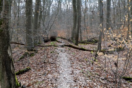 Limes trail Taunus Ober-Mörlen 2021-04-02 05