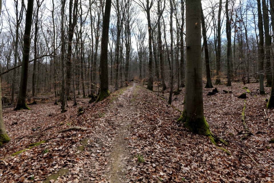 Limes trail Taunus Ober-Mörlen 2021-04-02 03