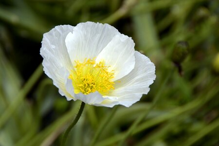 White poppy flower nature photo