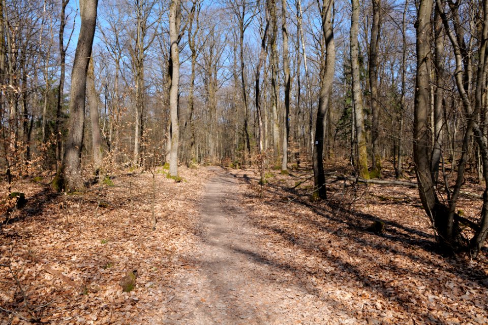 Limes trail Taunus Wehrheim 2021-04-02 13