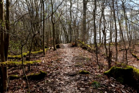 Limes trail Taunus Ober-Mörlen 2021-04-02 34