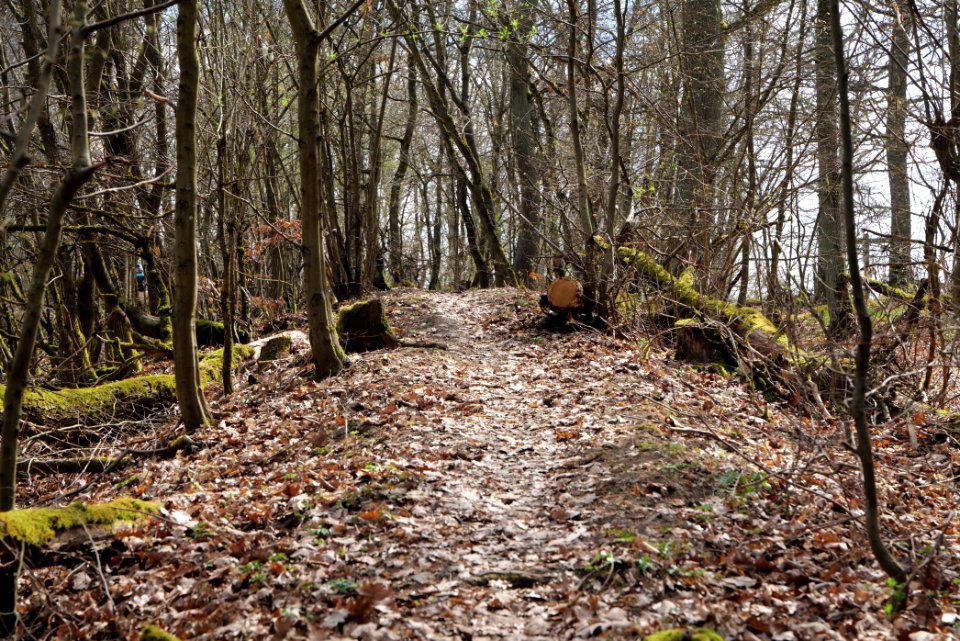 Limes trail Taunus Ober-Mörlen 2021-04-02 33