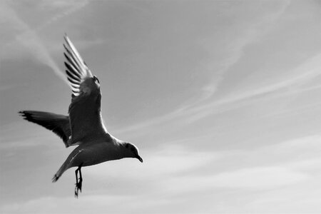 Birds snapshot sky