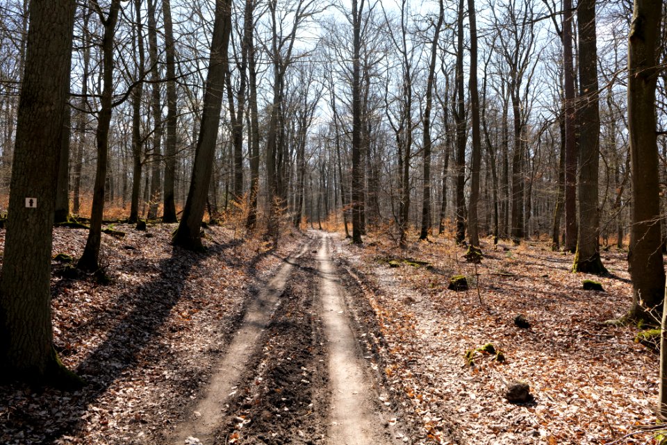 Limes trail Taunus Wehrheim 2021-04-02 16
