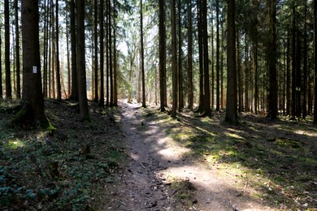 Limes trail Taunus Wehrheim 2021-04-02 07