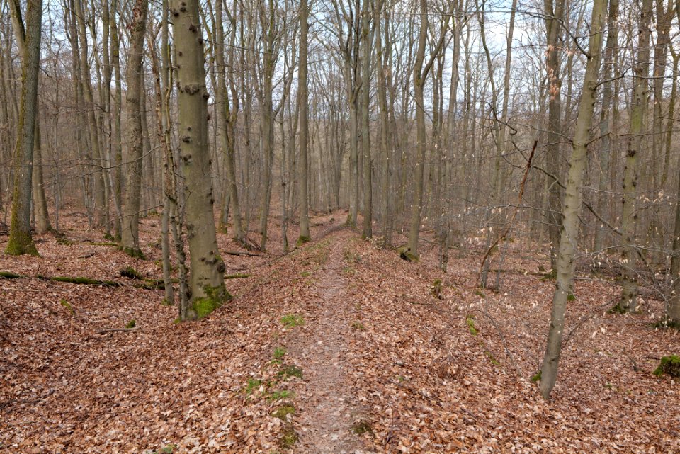 Limes trail Taunus Ober-Mörlen 2021-04-02 08