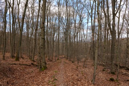 Limes trail Taunus Ober-Mörlen 2021-04-02 07