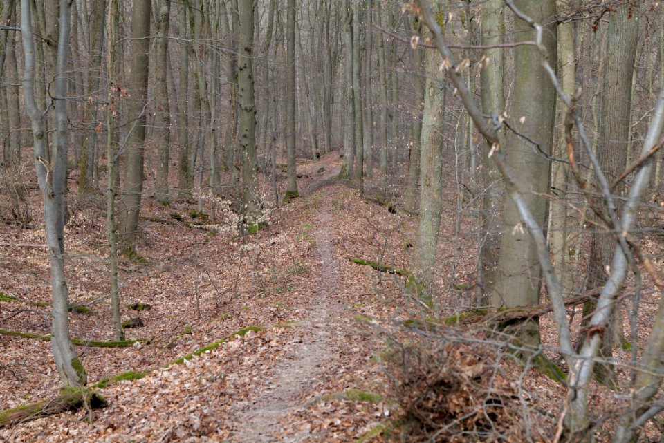 Limes trail Taunus Ober-Mörlen 2021-04-02 10